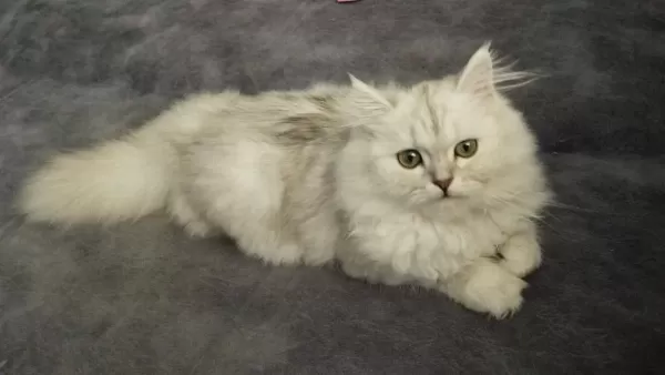 4 Aylık Aşılı Yavru Kediler Yeni Yuvasını Bekliyor