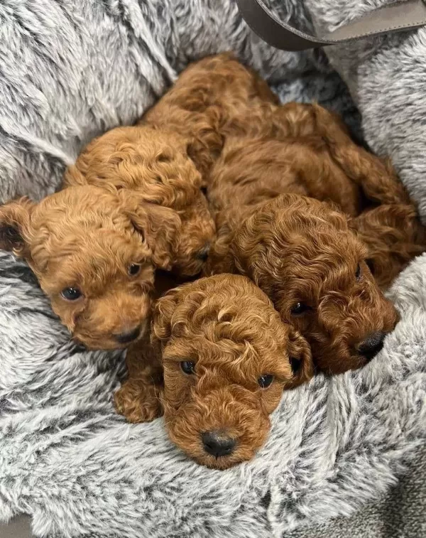 Güzelliğin Tanimi Toy Poodle Bebekler