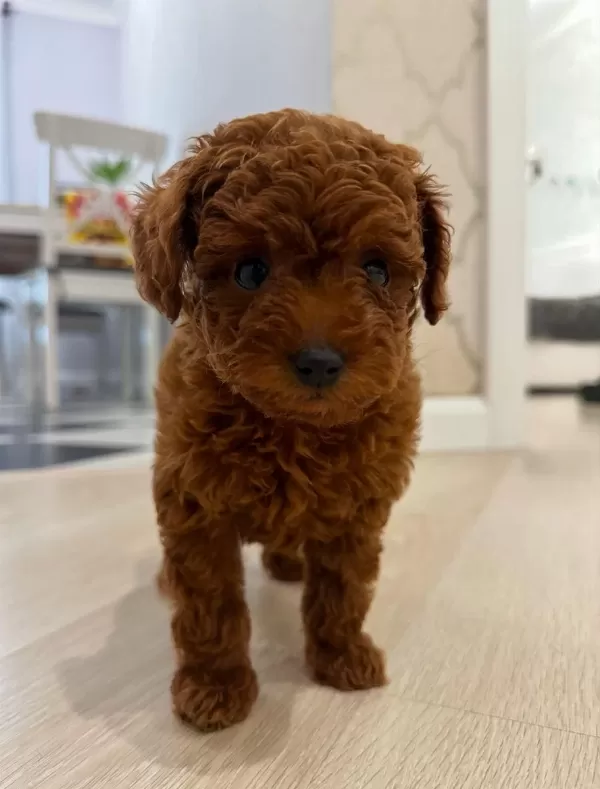 Harika Toy Poodle