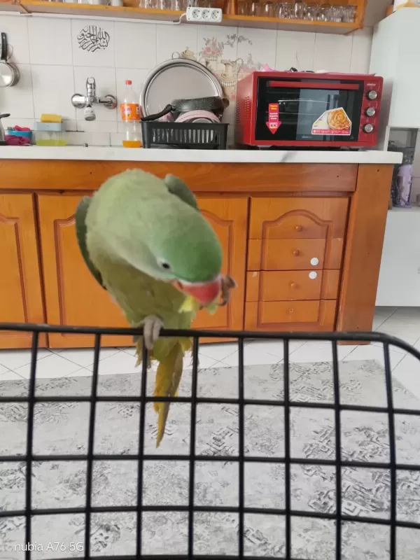 Jumbo Boy Evcil 8 Aylık İskender Papağanı