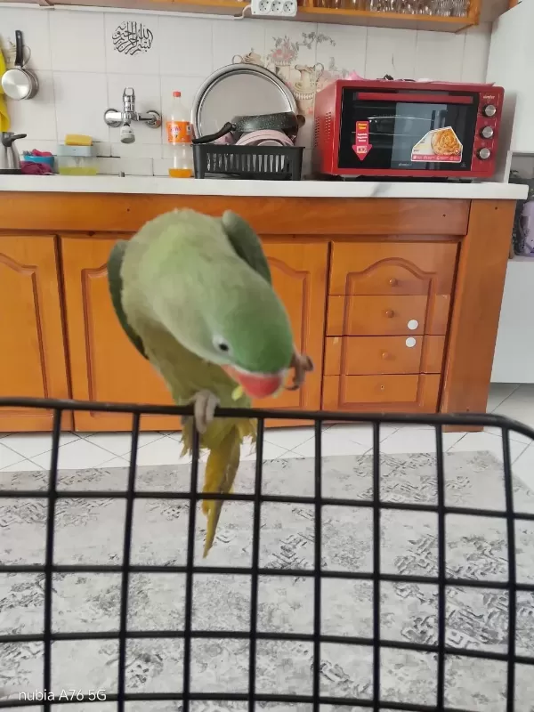 Jumbo Boy Evcil 8 Aylık İskender Papağanı
