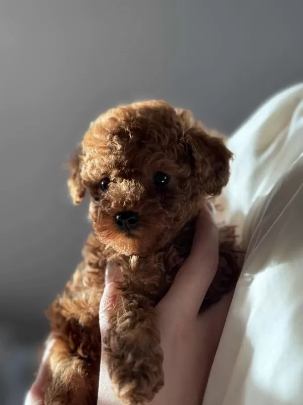 Minik Boyut Toy Poodle