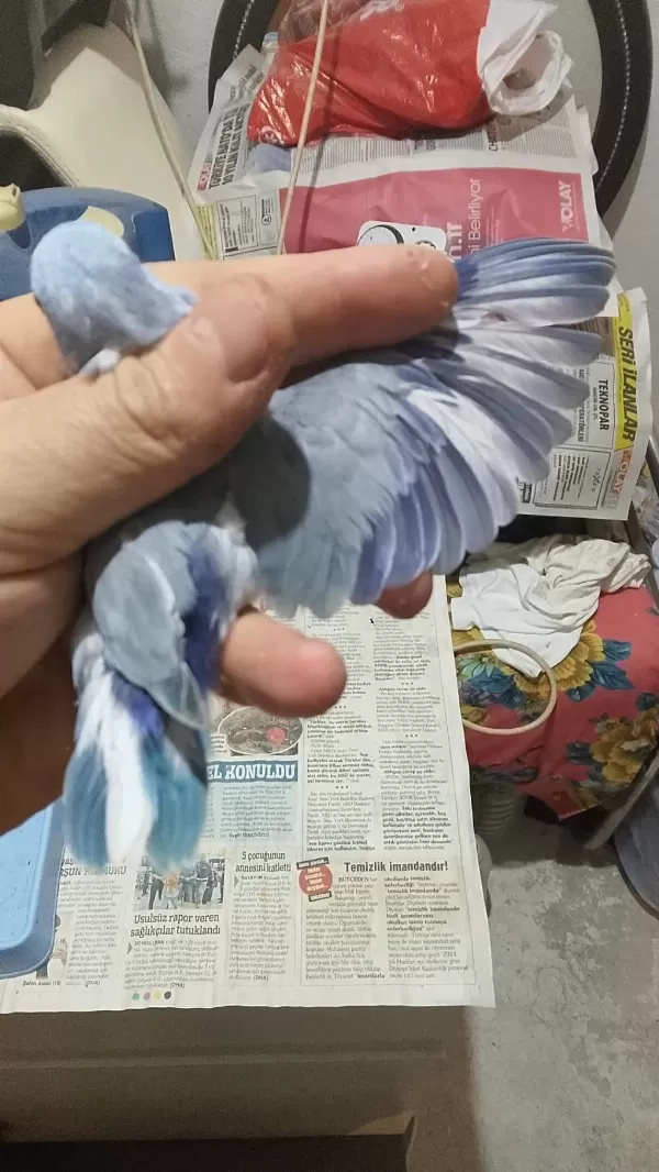Forpus Papağanı Yavruları