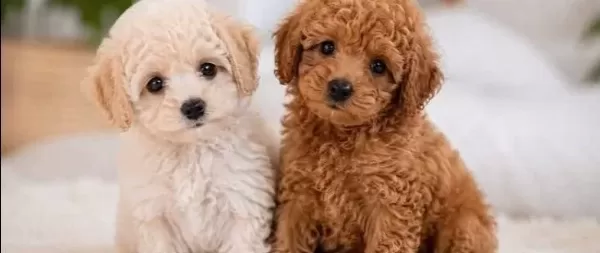 Red Toy Poodle Sevi Mli Yavrular