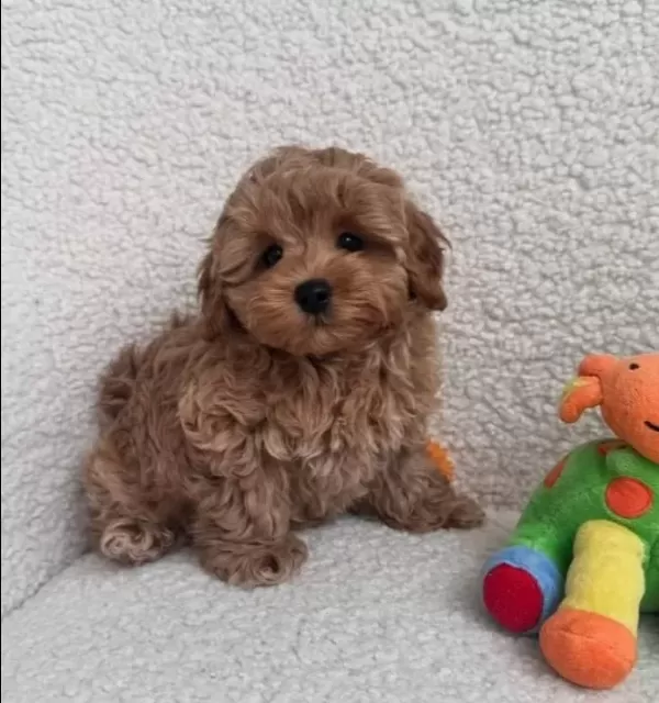 Red Toy Poodle Sevi Mli Yavrular