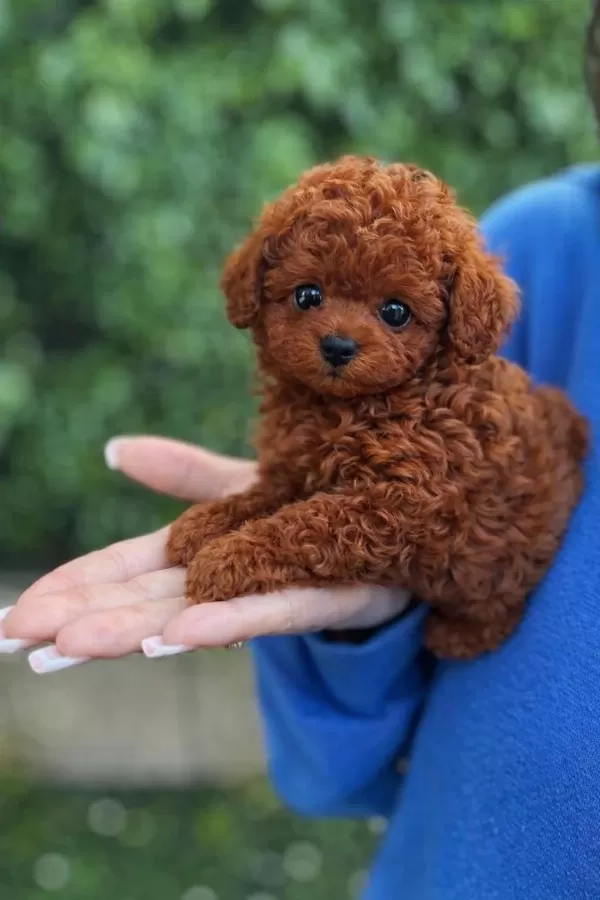 Ruhsatli Üretimden Red Toy Poodle Yavrularim