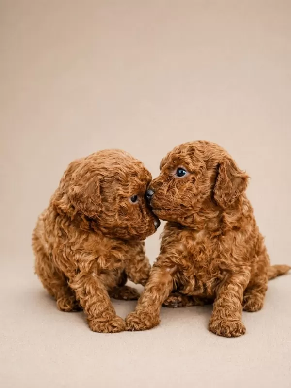 Sevimli Poodle Yavrularimiz