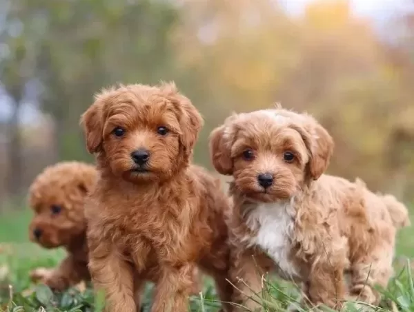 Malti̇poo Ci̇nsi̇ Yavrular Ev Üreti̇mi̇