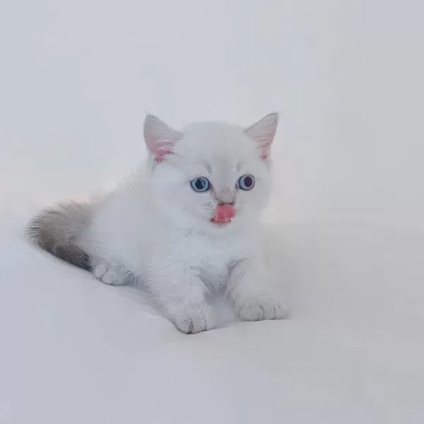 British Shorthair Yavrulari