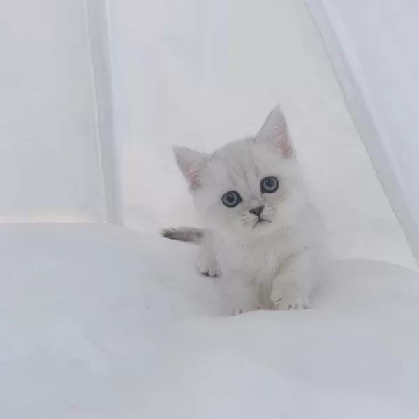 British Shorthair Yavrulari