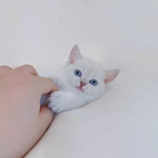 British Shorthair Yavrulari