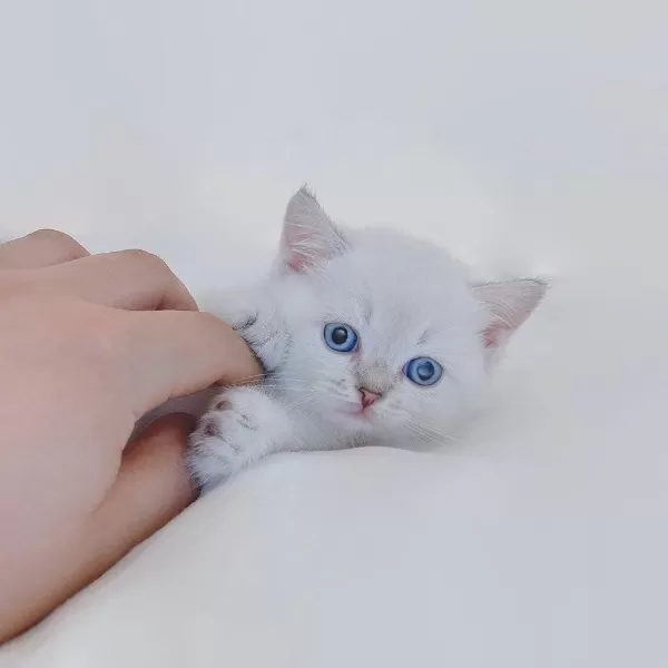 British Shorthair Yavrulari