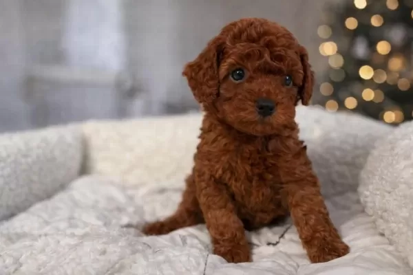 Safkan Red Toy Poodle Yavrulari