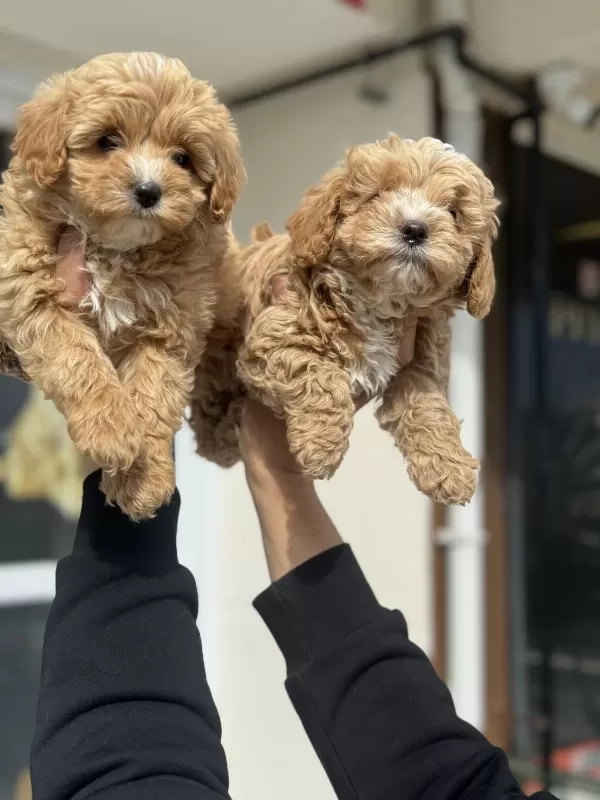 Ankarada Ziyarete Açık Mini Maltipoo Yavrularımız