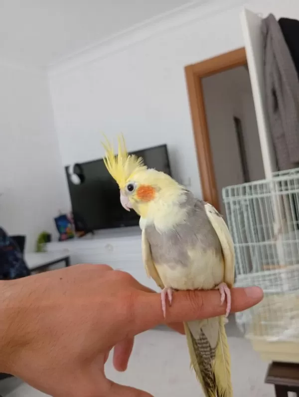 6 Aylık Erkek Ele Alışık Sultan Papağanı Babacık Diyor