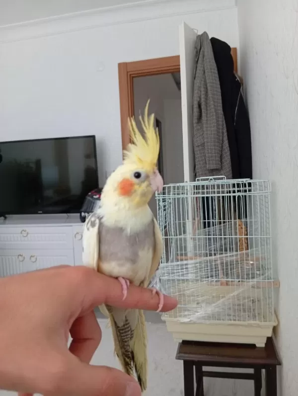 6 Aylık Erkek Ele Alışık Sultan Papağanı Babacık Diyor