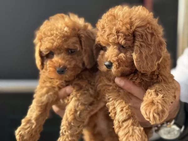 Show Kalite Toy Poodle Yavrularımız Aşılı Pasaportlu