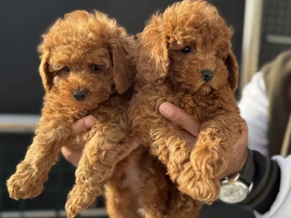Show Kalite Toy Poodle Yavrularımız Aşılı Pasaportlu