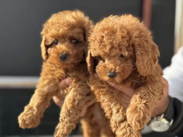 Show Kalite Toy Poodle Yavrularımız Aşılı Pasaportlu