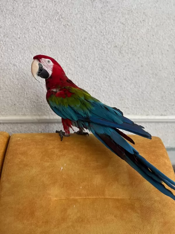Kırmızı Macaw Papağanı