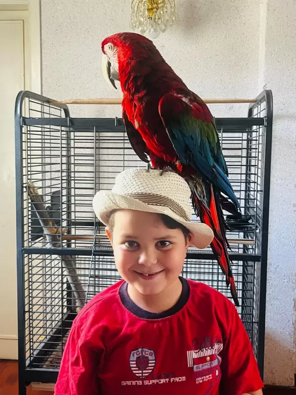 Kırmızı Macaw Papağanı
