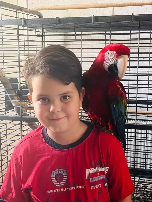 Kırmızı Macaw Papağanı