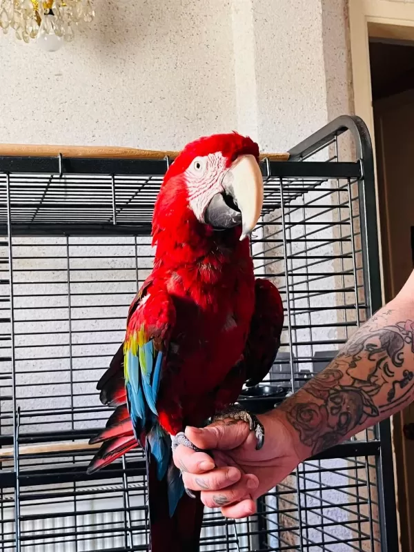 Kırmızı Macaw Papağanı