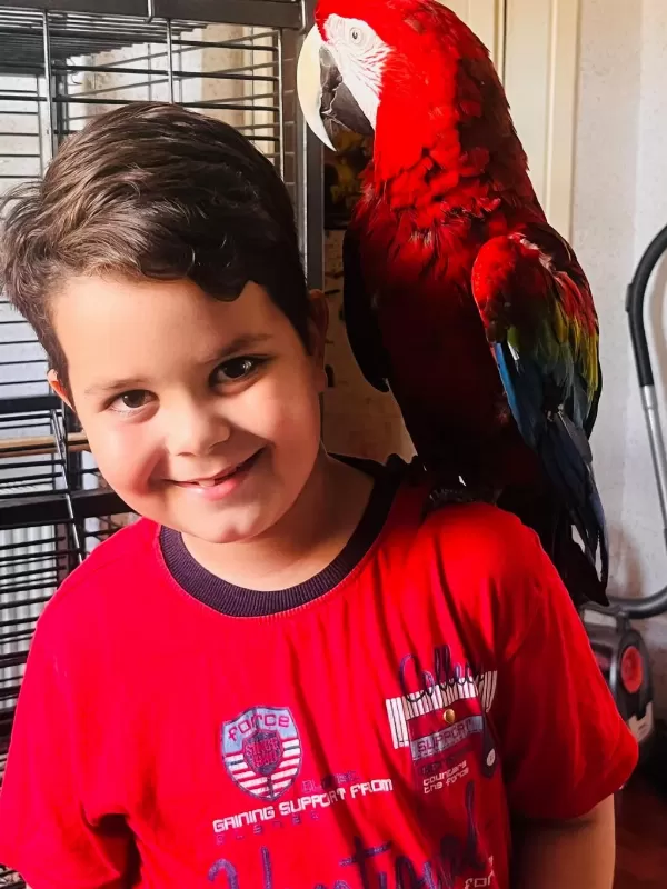 Kırmızı Macaw Papağanı