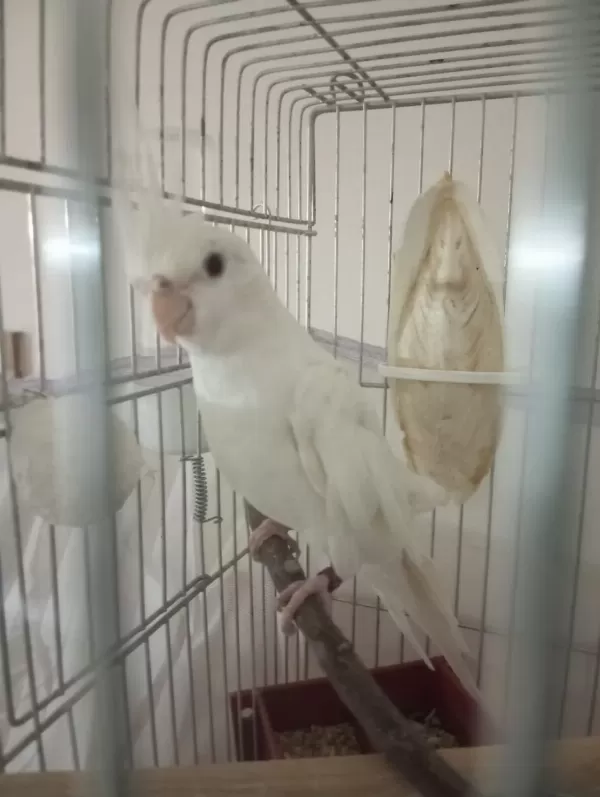Kampanyali Albino - Grey Sultan Papağanlari