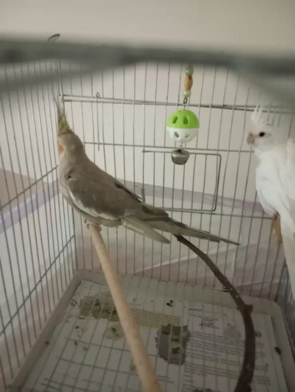 Kampanyali Albino - Grey Sultan Papağanlari