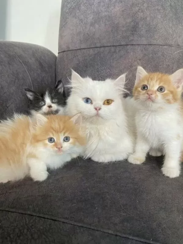Sevimli Persian Yavrularımız Yeni Yuvalarını Arıyor