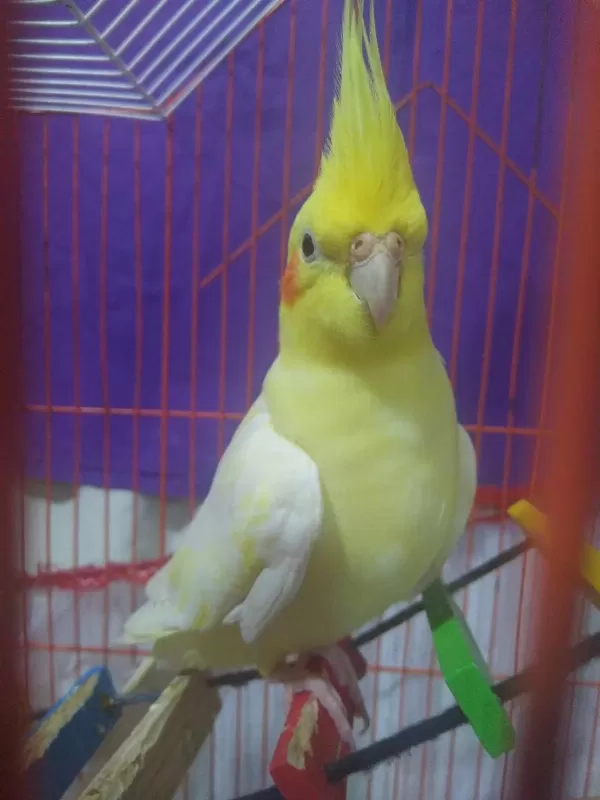 Lutino - Albino Eş Sultan Papağanlari
