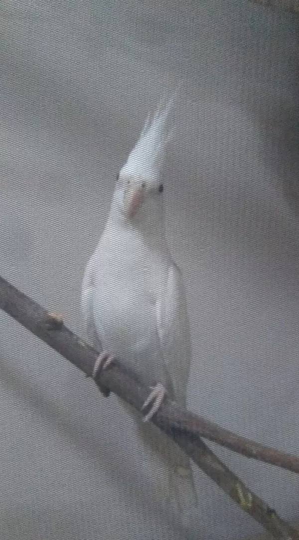 Lutino - Albino Eş Sultan Papağanlari