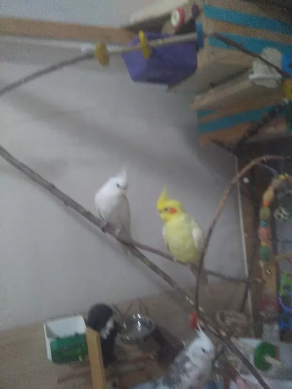 Lutino - Albino Eş Sultan Papağanlari