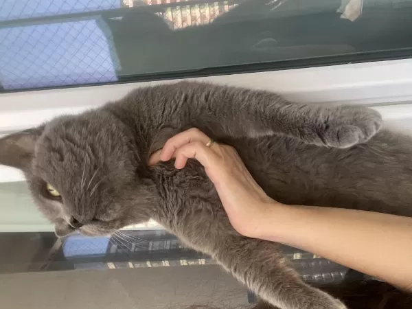 Erkek British Shorthair Orjinal İrk