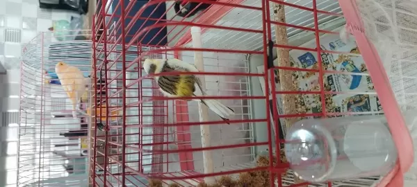 Kanarya Turuncu Ve Alaca