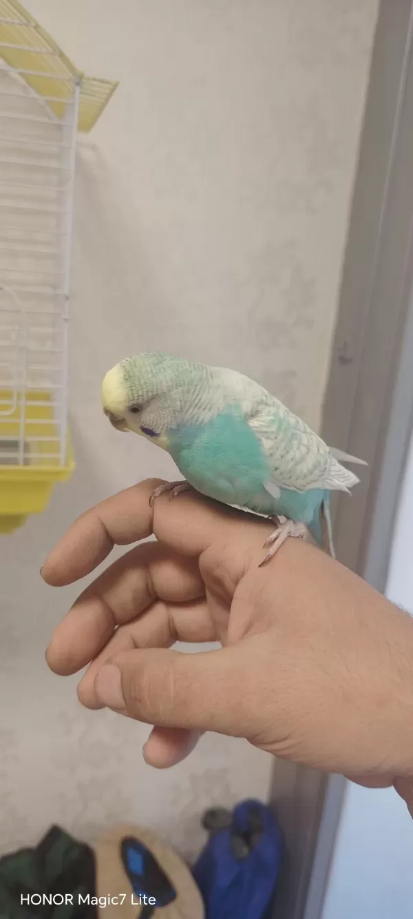 2 Yaşında Dişi Muhabbet Kuşu