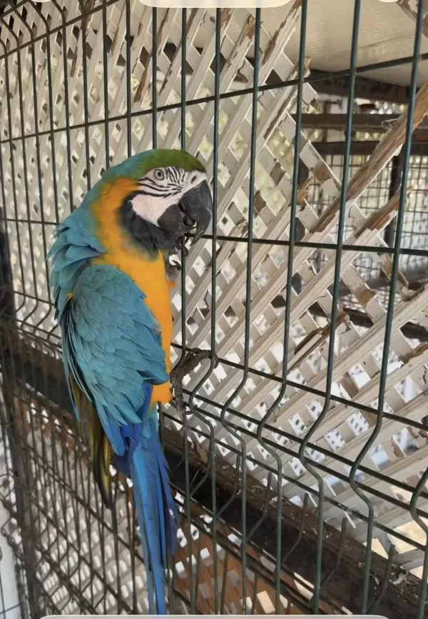 Ara Macaw Papağanımız