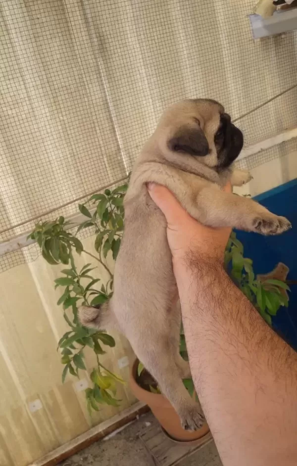 Mini Boy Pug Bebekler