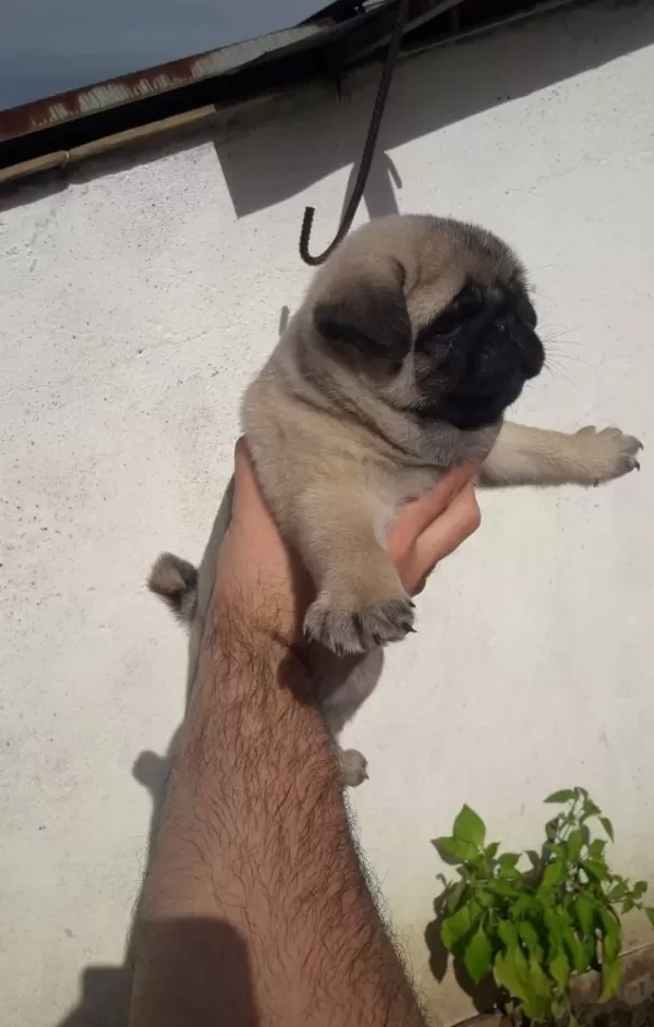 Mini Boy Pug Bebekler