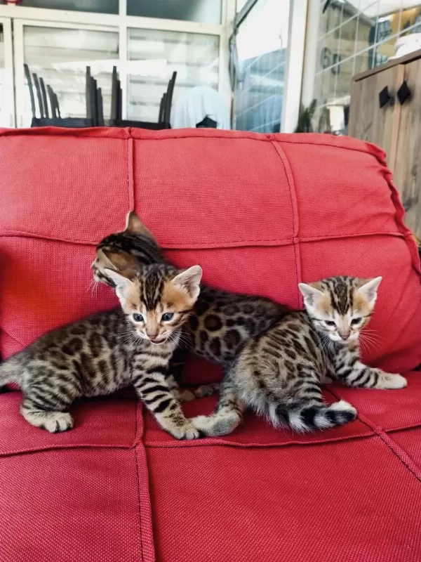 Bengal Brown Bebeklerimiz Hazır