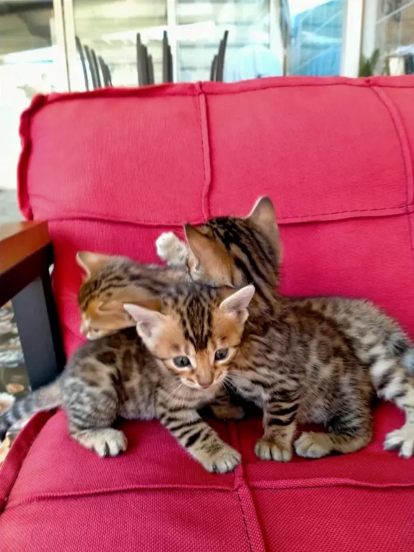 Bengal Brown Bebeklerimiz Hazır
