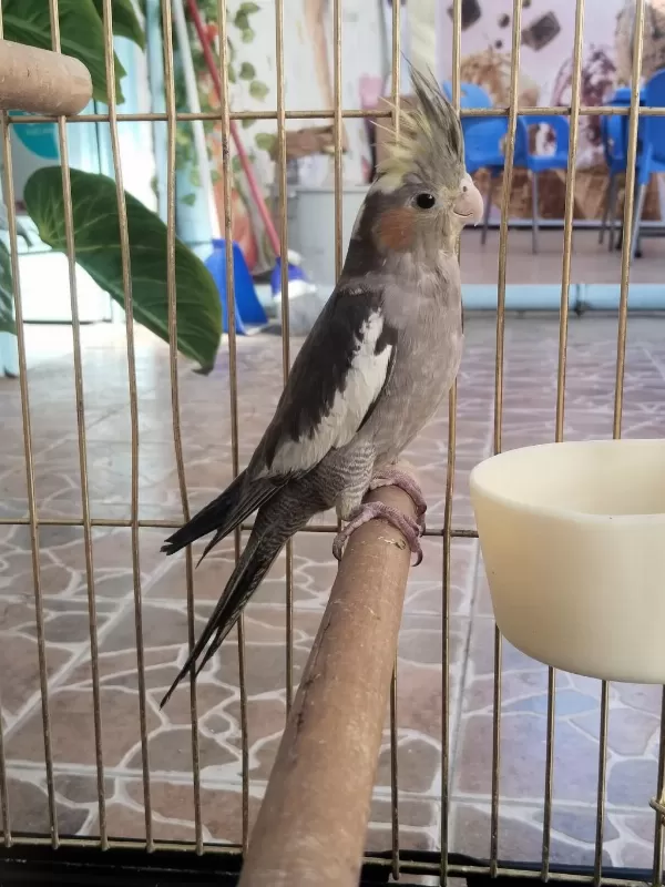 Yeni Yeme Düşmüş İsırma Bilmez Bebek Sultan Papağanı