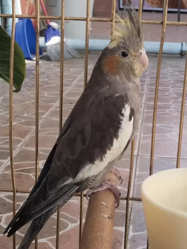 Yeni Yeme Düşmüş İsırma Bilmez Bebek Sultan Papağanı