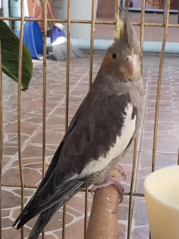 Yeni Yeme Düşmüş İsırma Bilmez Bebek Sultan Papağanı