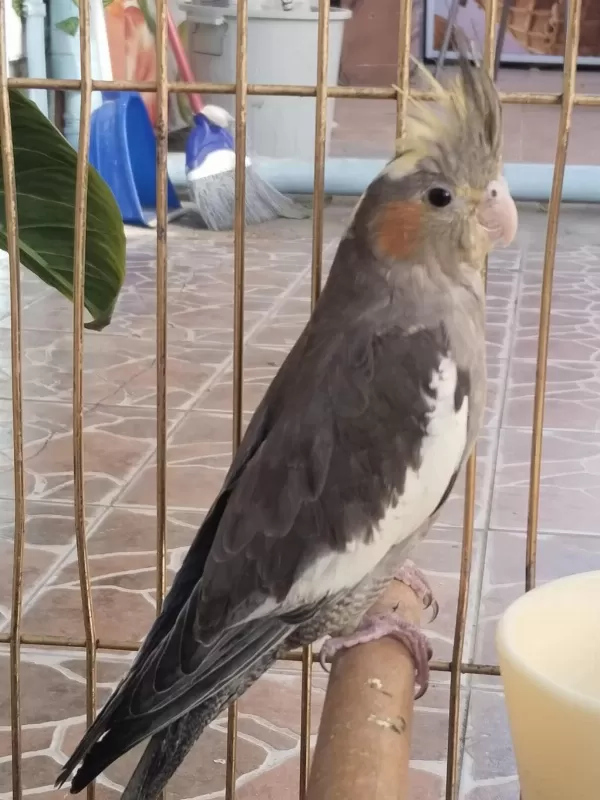 Yeni Yeme Düşmüş İsırma Bilmez Bebek Sultan Papağanı