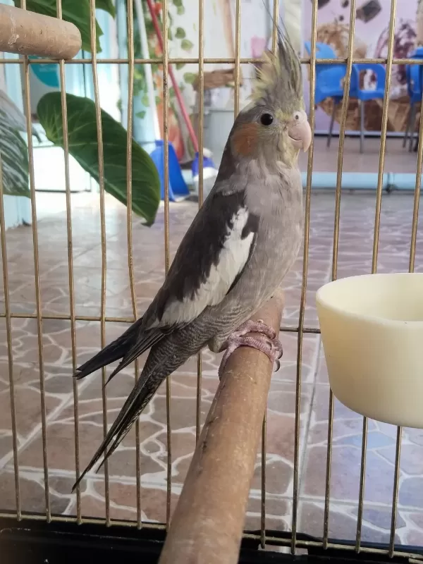 Yeni Yeme Düşmüş İsırma Bilmez Bebek Sultan Papağanı