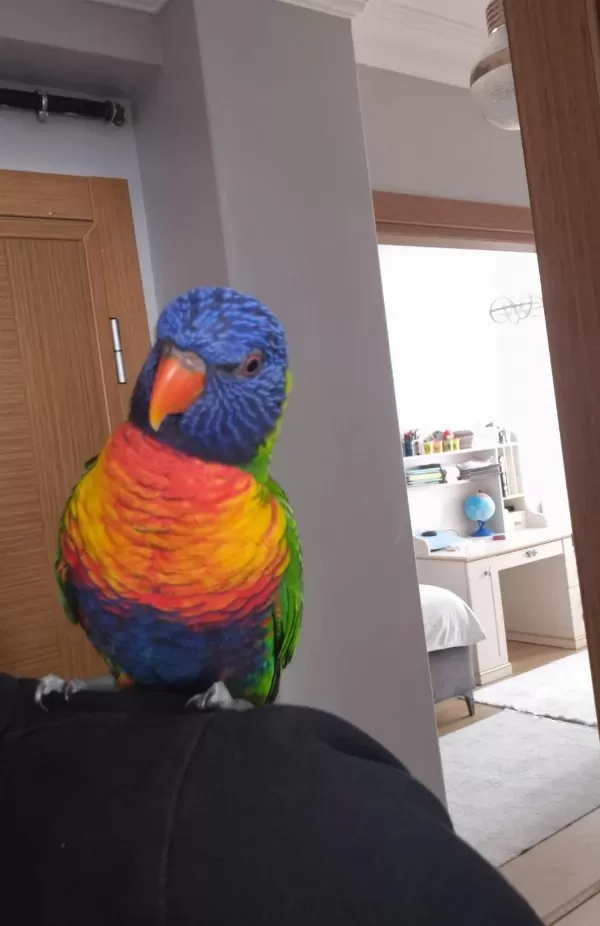 Sağlıklı Evcil Lori Papağanı