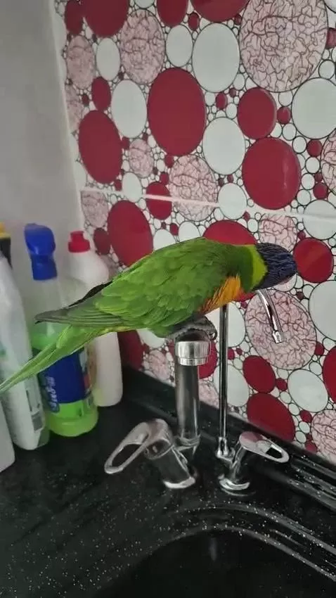 Sağlıklı Evcil Lori Papağanı