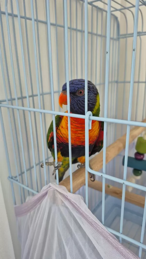 Sağlıklı Evcil Lori Papağanı